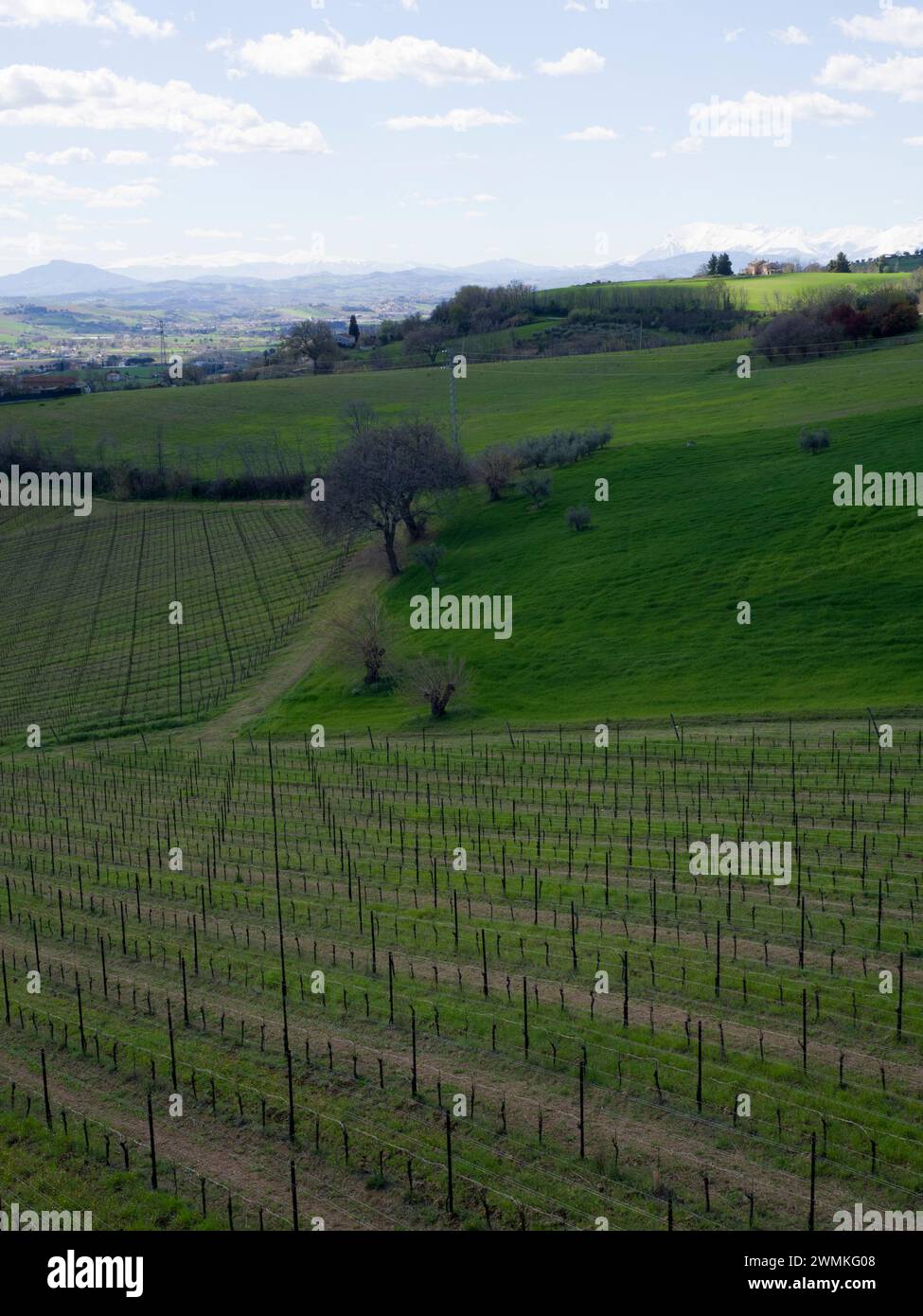 Vista panoramica di un vigneto e verdi colline con montagne innevate sullo sfondo; Monte Urano, Marche, Italia Foto Stock