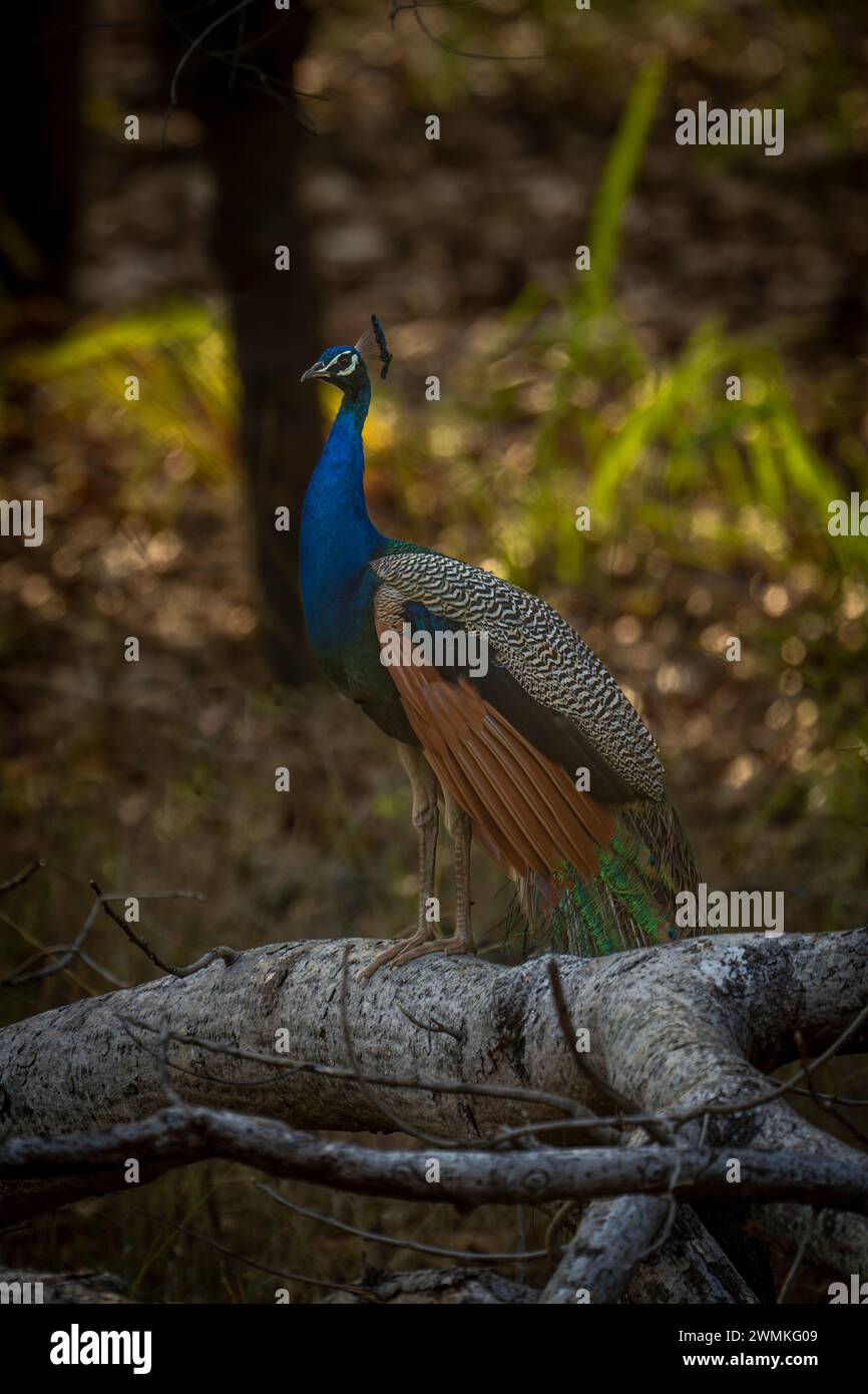 Ritratto ravvicinato di un pavone indiano (Pavo cristatus) in piedi su un ramo della foresta; Madhya Pradesh, India Foto Stock