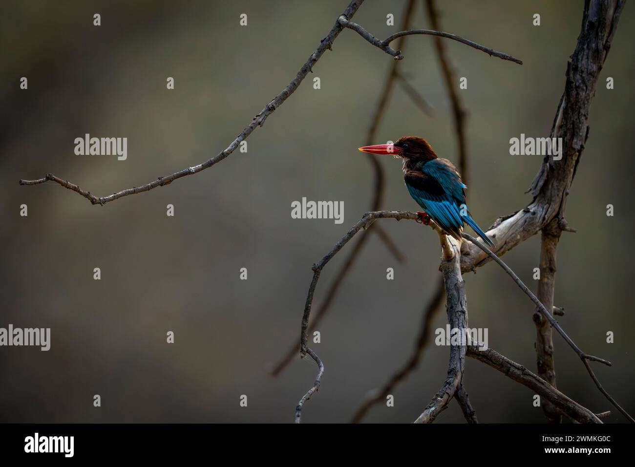 Ritratto di un kingfisher dalla gola bianca (Halcyon smyrnensis) di profilo, arroccato su un albero morto; Madhya Pradesh, India Foto Stock
