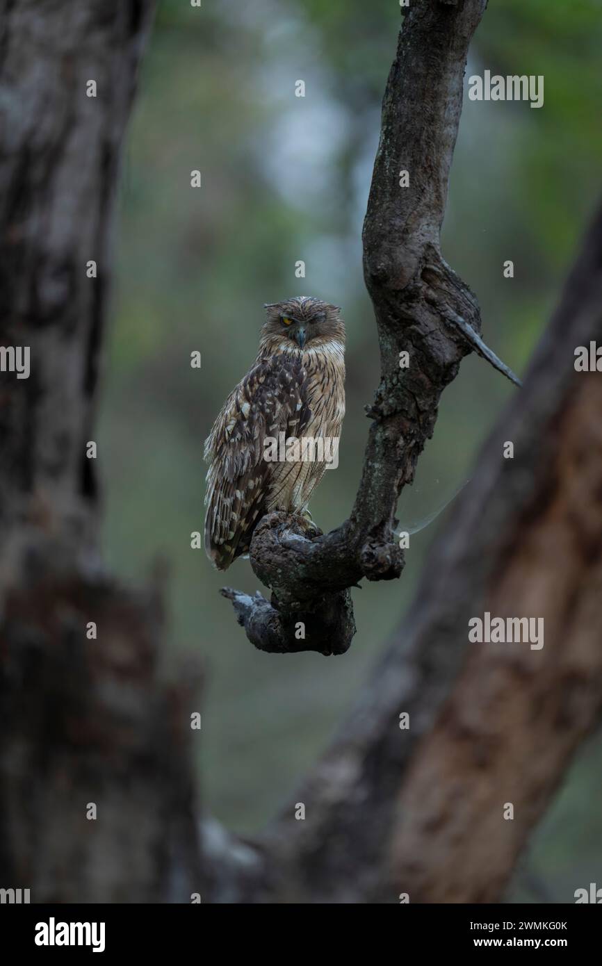 Ritratto di un gufo collardo (Otus lettia) in piedi su un ramo di albero storto che guarda la telecamera attraverso gli alberi; Madhya Pradesh, India Foto Stock
