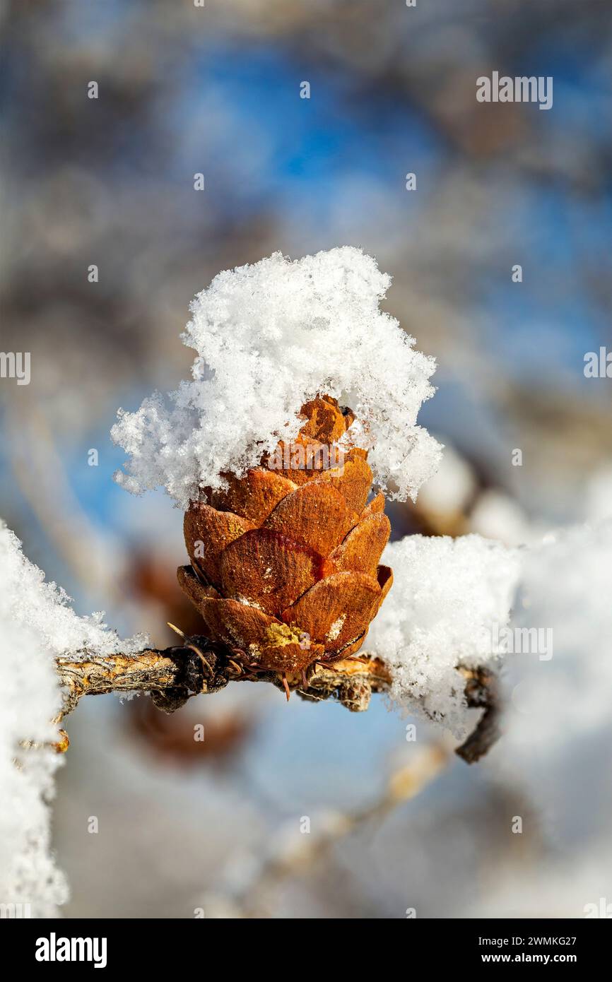 Primo piano estremo di un singolo cono di larice coperto di neve (Larix) su un ramo con sfondo sfocato; Calgary, Alberta, Canada Foto Stock