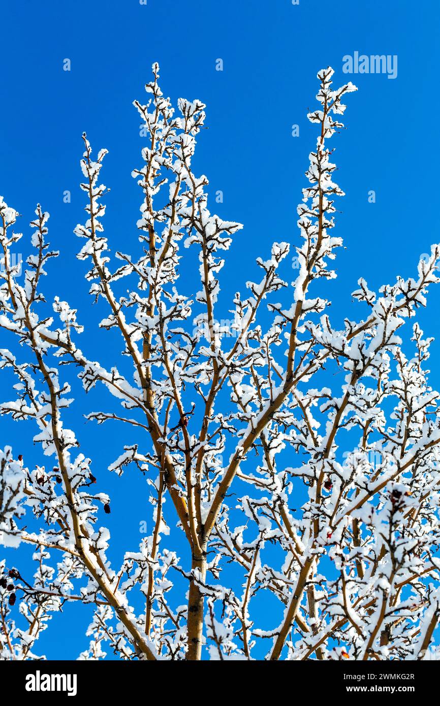 Primo piano di rami di alberi smerigliati sullo sfondo di un cielo blu brillante; Calgary, Alberta, Canada Foto Stock