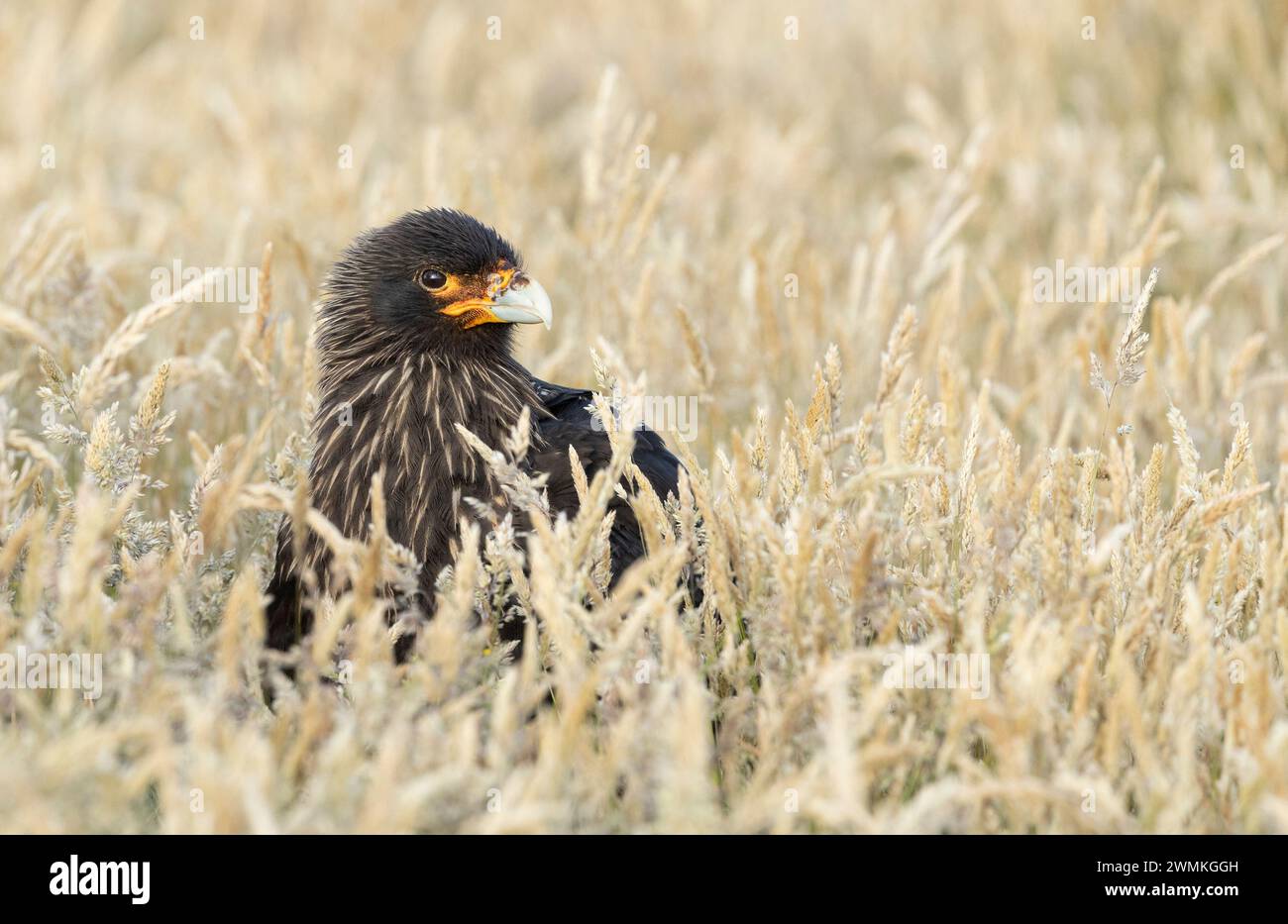 Primo piano di una Caracara striata in un campo, guardando a destra Foto Stock