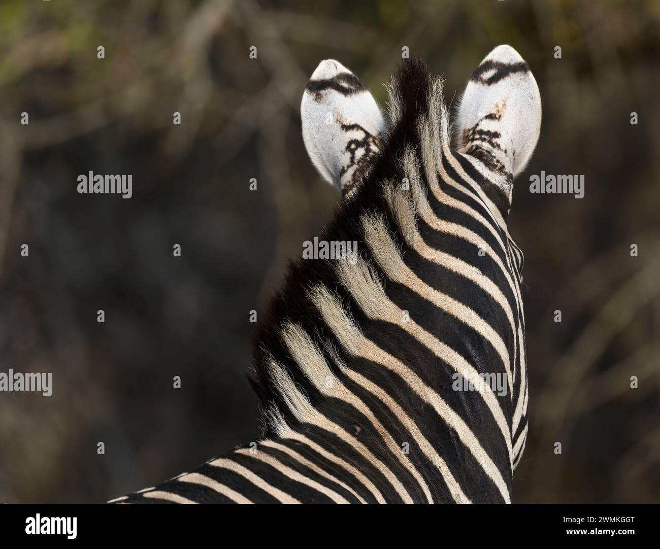 Foto divertente del retro di Zebra con criniera che porta alle orecchie Foto Stock