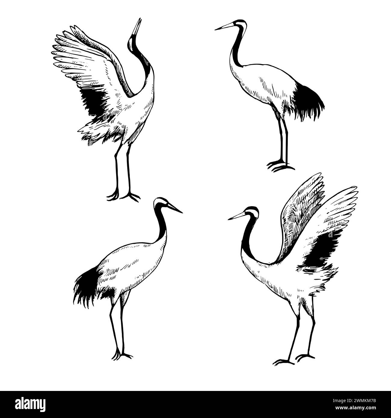 Illustrazione vettoriale bianca e nera delle gru giapponesi. Varie posizioni di uccelli isolati su sfondo bianco. Disegno a inchiostro. Illustrazione Vettoriale