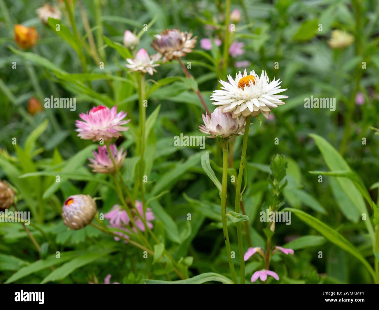 Graziosi fiori di fragole bianchi e rosa i fiori di margherita di carta fioriscono in un giardino australiano a fine estate Foto Stock