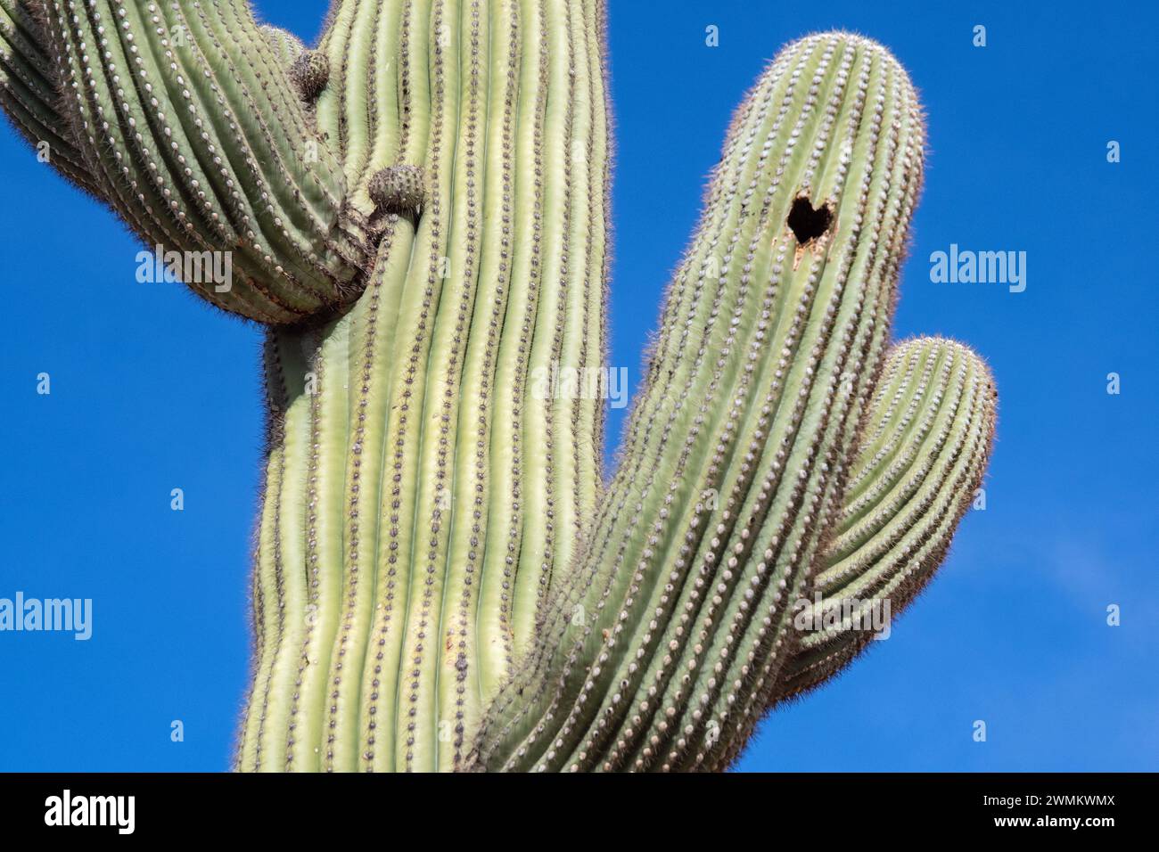 Saguaro Cactus con foro a forma di cuore nel braccio Foto Stock
