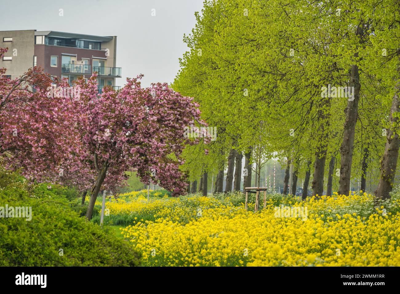 Giardino primaverile in fiore di ciliegio e campo di colza a Kanaalweg, Purmerend Olanda Foto Stock