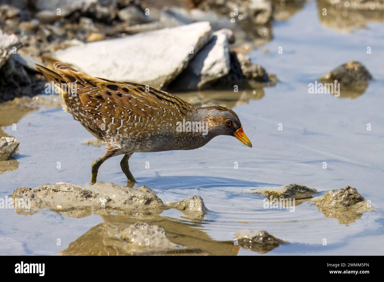 Spotted Crake, Porzona Porzona, Marano Lagunare, riserva naturale Valle Canal Novo, Italia Foto Stock