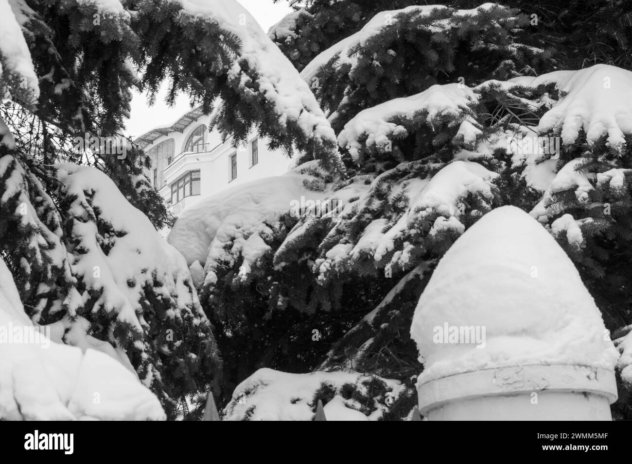 Abeti innevati intorno a una tenuta nella regione di Mosca. Bianco e nero. Foto Stock