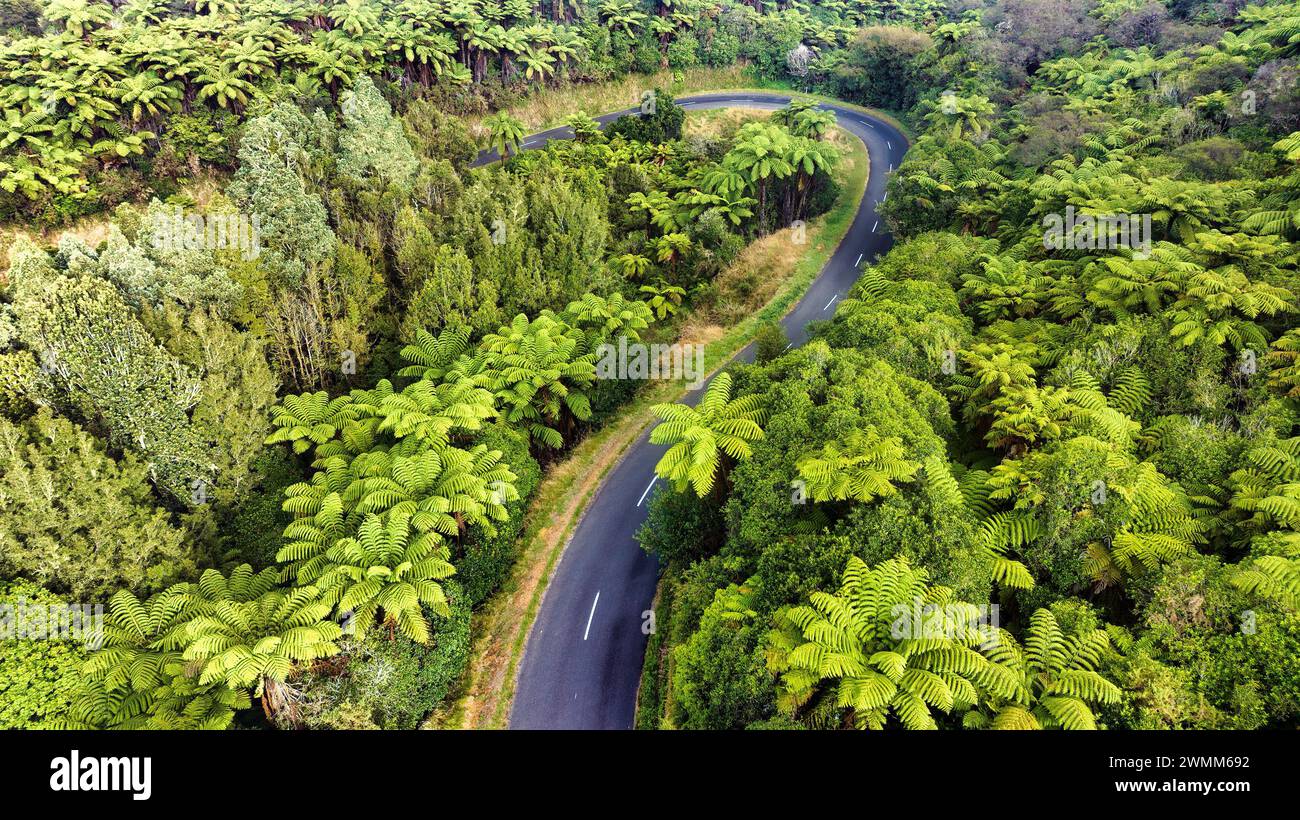 Strada di campagna che si snoda tra lussureggianti felci e cespugli autoctoni Foto Stock