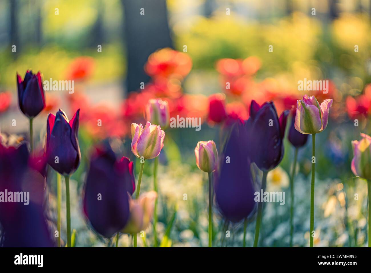 Splendidi tulipani colorati e felici su un paesaggio naturale soleggiato e sfocato. Tulipani in fiore e luminosi, il panorama floreale è primavera amore per la natura. Romantico fiore floreale Foto Stock