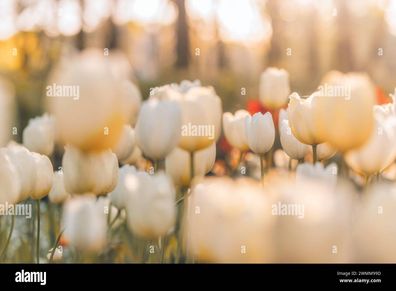 Splendidi tulipani colorati e felici su un paesaggio naturale soleggiato e sfocato. Tulipani in fiore e luminosi, il panorama floreale è primavera amore per la natura. Romantico fiore floreale Foto Stock