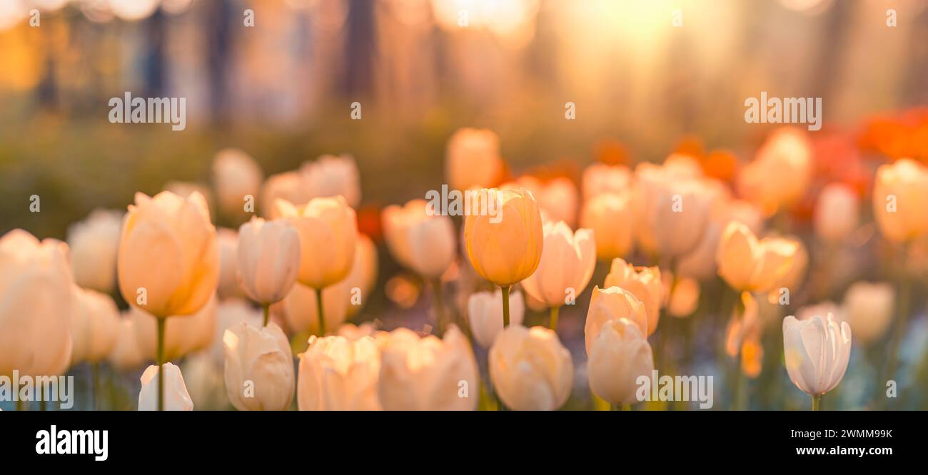 Splendidi tulipani colorati e felici su un paesaggio naturale soleggiato e sfocato. Tulipani in fiore e luminosi, il panorama floreale è primavera amore per la natura. Romantico fiore floreale Foto Stock