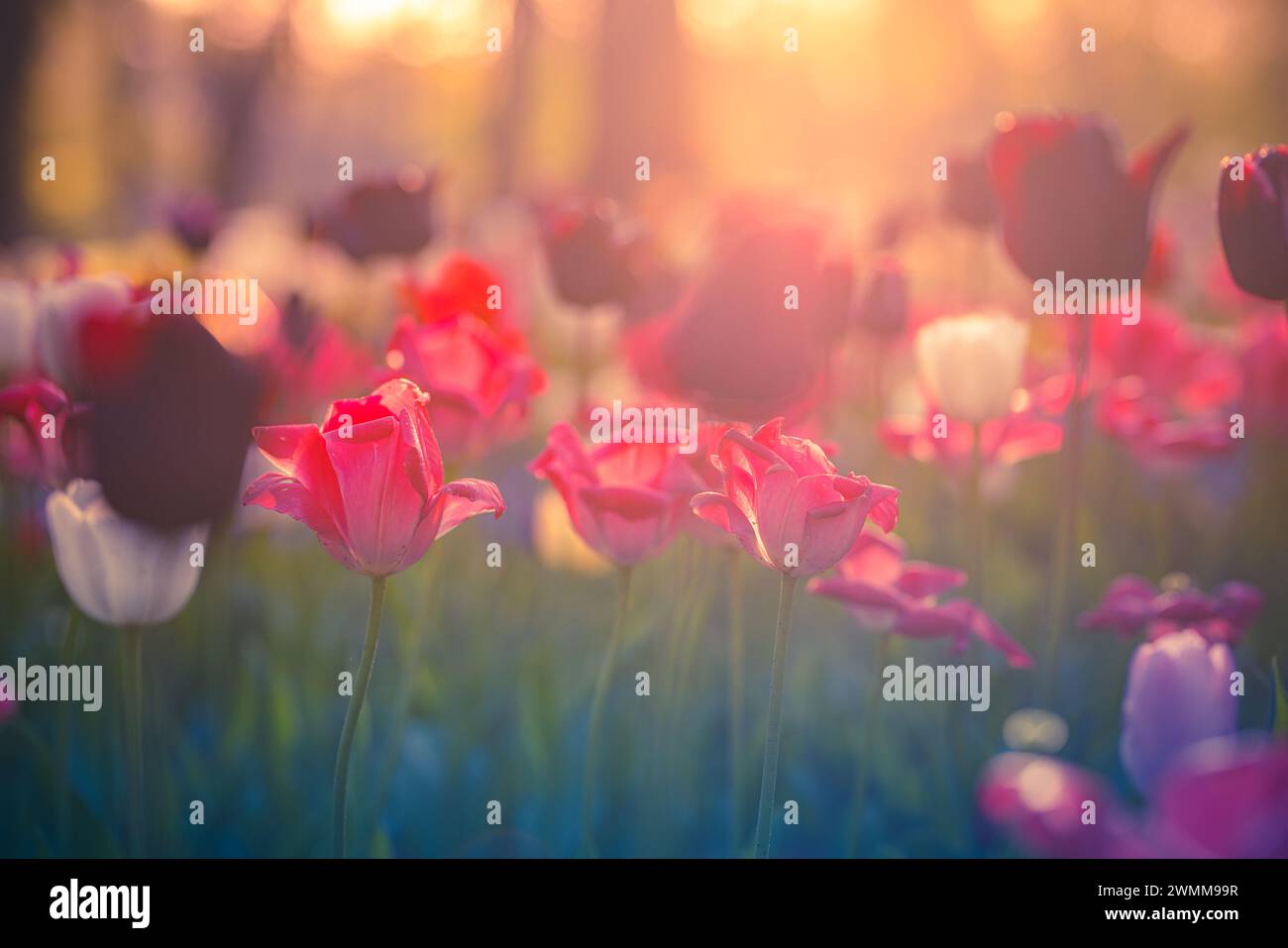 Splendidi tulipani colorati e felici su un paesaggio naturale soleggiato e sfocato. Tulipani in fiore e luminosi, il panorama floreale è primavera amore per la natura. Romantico fiore floreale Foto Stock