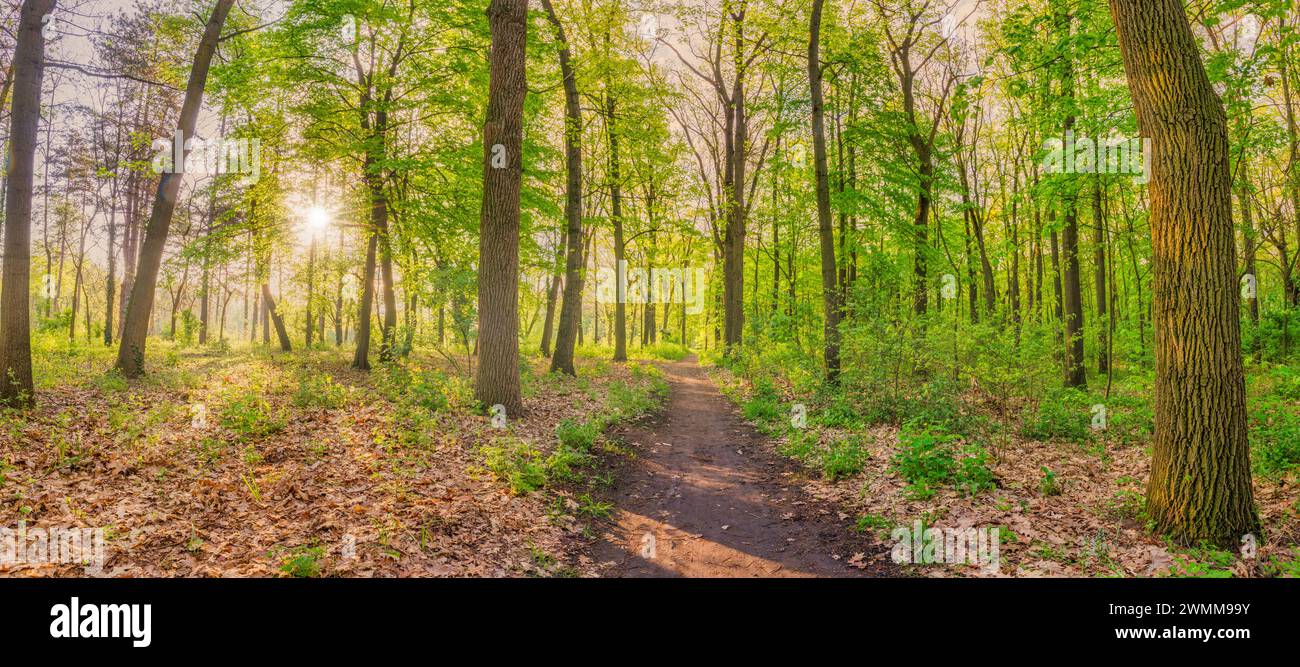 Splendido paesaggio con un bel percorso forestale con sole luminoso che splende tra gli alberi. Vista tranquilla della verde foresta primaverile. Vegetazione fresca, boschi e natura Foto Stock