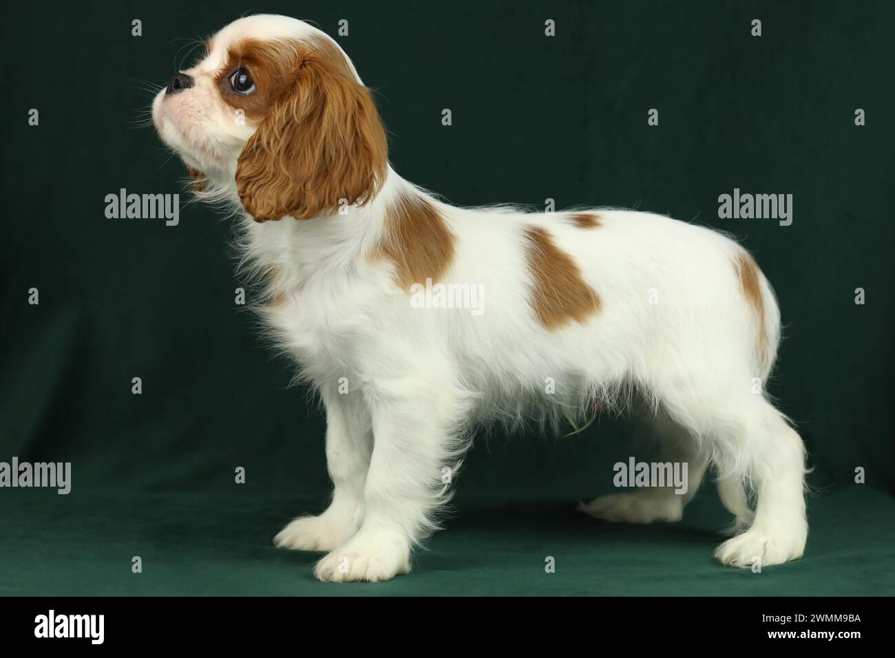 Simpatico cucciolo di spaniel King Charles su sfondo scuro Foto Stock