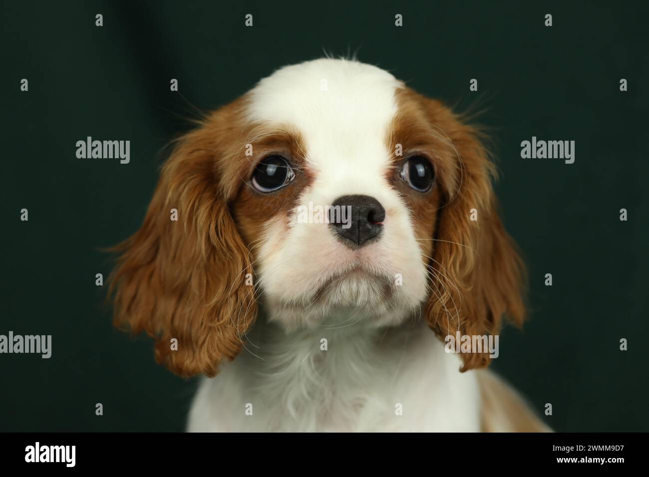 Simpatico cucciolo di spaniel King Charles su sfondo scuro Foto Stock