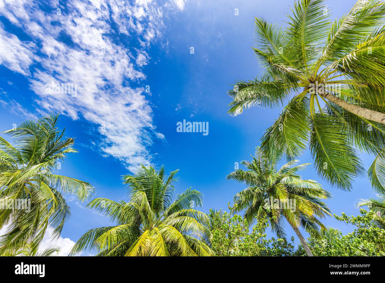 Concetto di sfondo degli alberi tropicali. Palme Coco e cielo blu tranquillo. Esotico sfondo naturale estivo, foglie verdi, paesaggio naturale. Tropicale estivo Foto Stock