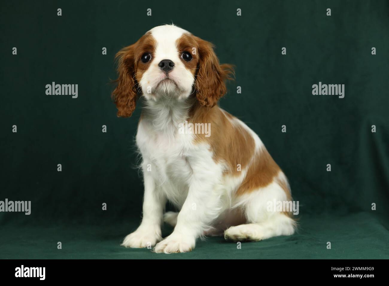 Simpatico cucciolo di spaniel King Charles su sfondo scuro Foto Stock