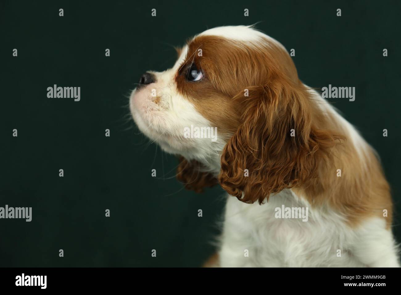 Simpatico cucciolo di spaniel King Charles su sfondo scuro Foto Stock