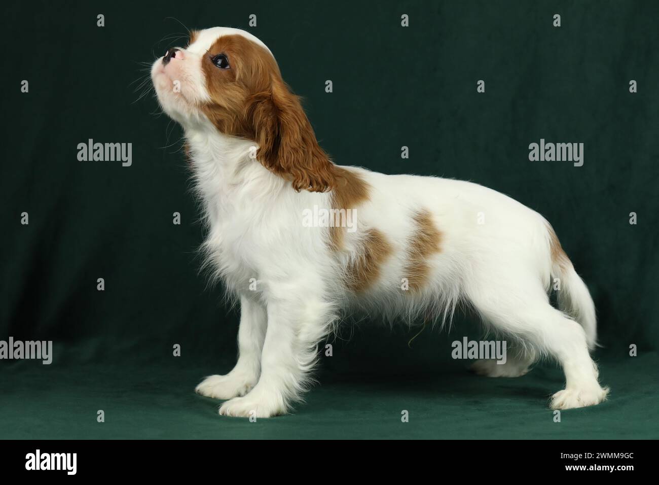 Simpatico cucciolo di spaniel King Charles su sfondo scuro Foto Stock