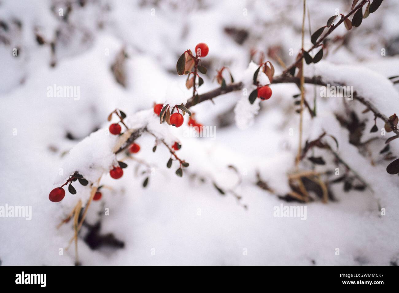 Albero ricoperto di neve con frutti di bosco, creando un ambiente di crescita invernale Foto Stock