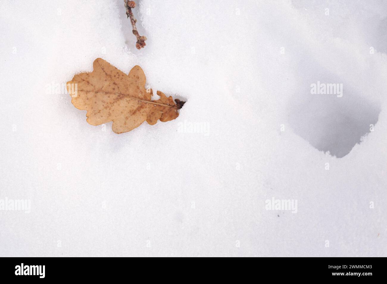 Primo piano di una foglia di quercia appoggiata sulla neve vicino a un buco Foto Stock