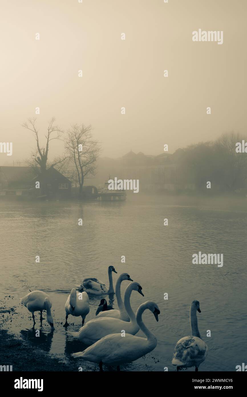 Misty Morning con Frys Island, Swans on the Banks of the River Thames, Caversham, Reading, Berkshire, Inghilterra, REGNO UNITO, REGNO UNITO. Foto Stock