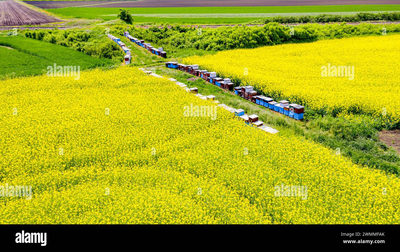 Alveari colorati in legno disposti in fila per impollinare canola di colza, fiori gialli, aumento della resa, semi per l'industria dell'energia verde e dell'olio. Foto Stock