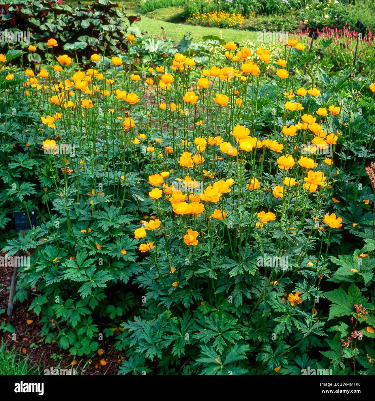 Fiori gialli luminosi di Trollius x cultorum "Comandante in capo" che crescono in aiuole di fiori nei giardini di Bressingham nel giugno 1990 Foto Stock