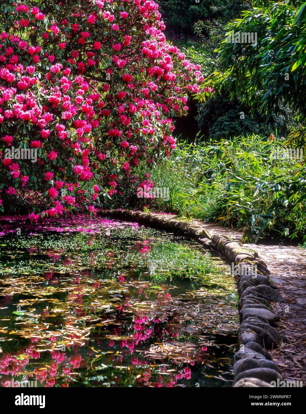 Laghetto con giardino Dinky's Puddle con rododendro rosa che cresce nei Trebah Gardens negli anni '1990, Cornovaglia, Inghilterra, Regno Unito Foto Stock