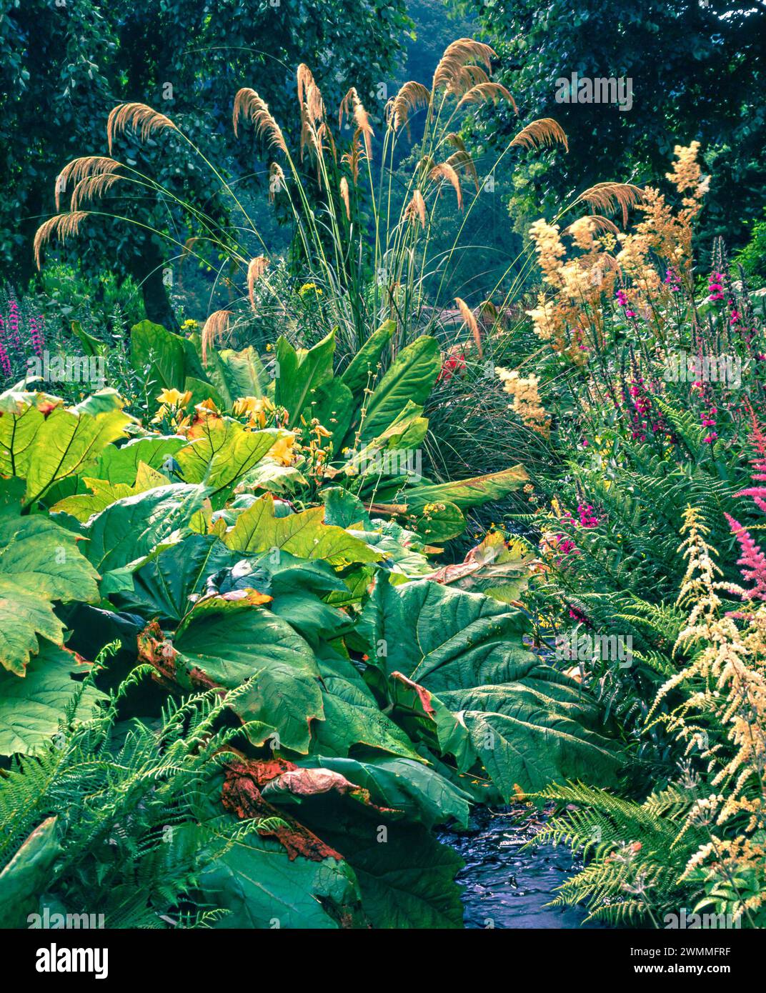 Giardino di palude con Gunnera magellanica, alte erbe ornamentali stipa e astilbes, che crescono nei Marwood Hill Gardens negli anni '1990, Devon, Inghilterra, Regno Unito Foto Stock