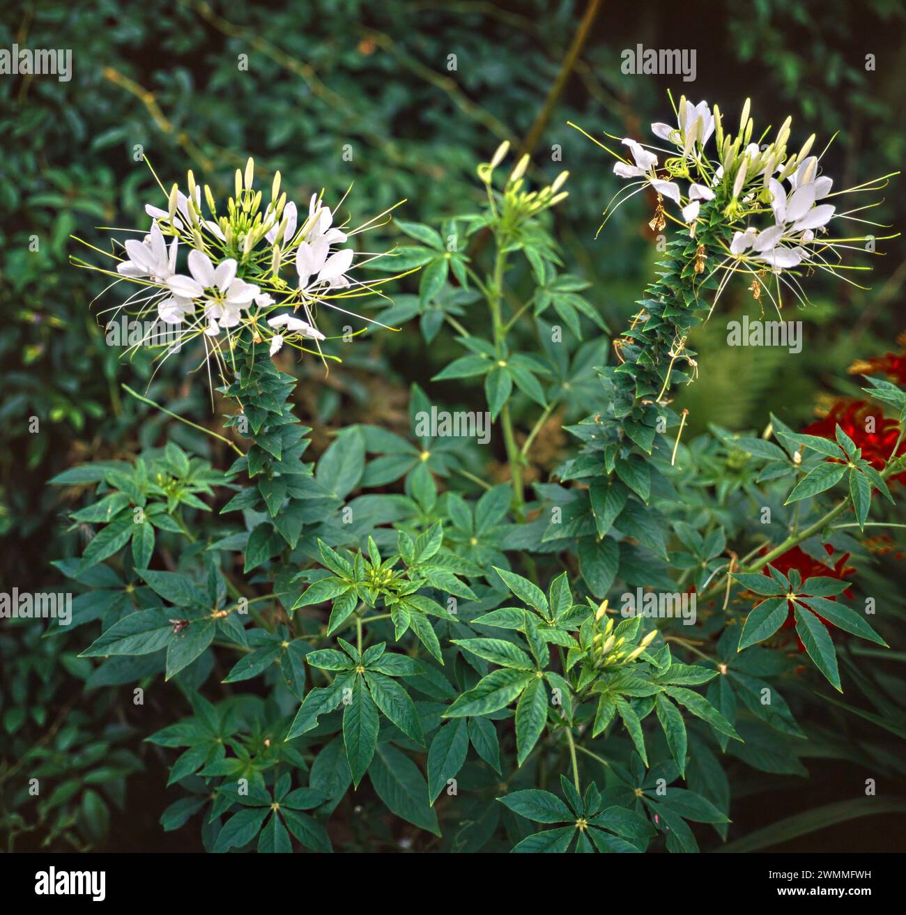 Primo piano di due fiori di ragno di Cleome bianco che crescono nel giardino inglese, Inghilterra, Regno Unito Foto Stock
