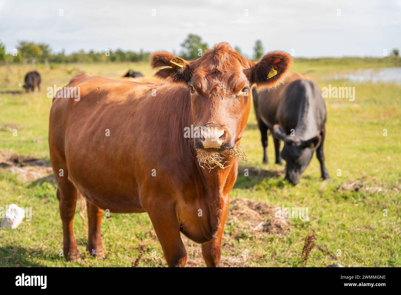 Primo piano di un bestiame rosso Aberdeen Angus. Bestiame rosso Aberdeen Angus che mangia fieno. Foto Stock