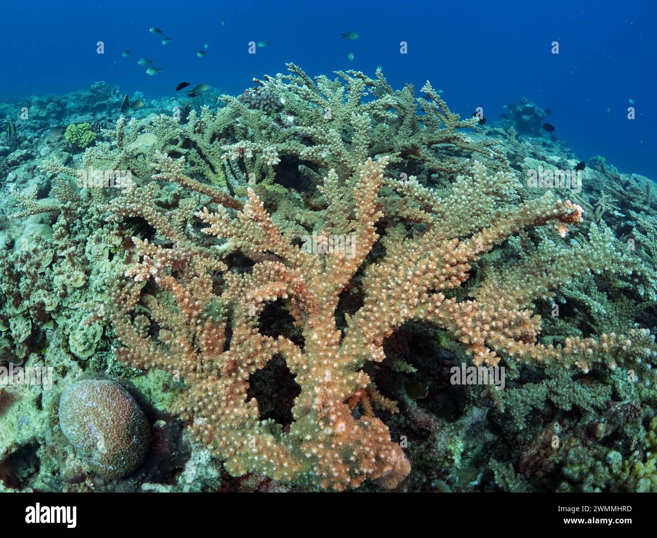 Corallo sano al largo dell'isola di Santa Ana, Isole Salomone Foto Stock