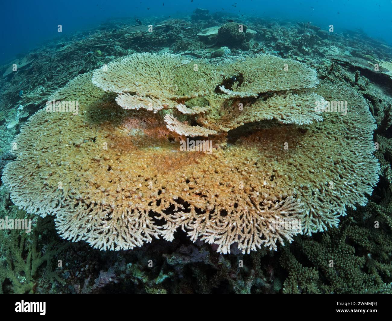 Corallo sano al largo dell'isola di Santa Ana, Isole Salomone Foto Stock