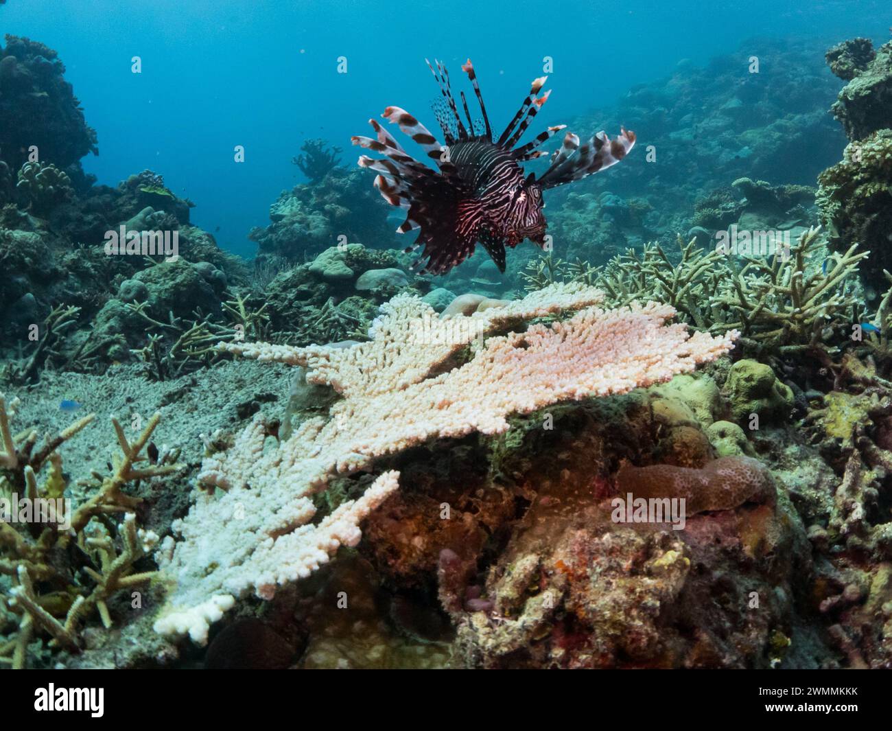 Pesce leone comune, Pterois volitans, un pesce velenoso autoctono sulla barriera corallina mentre fai immersioni sull'isola di Santa Ana, Isole Salomone Foto Stock