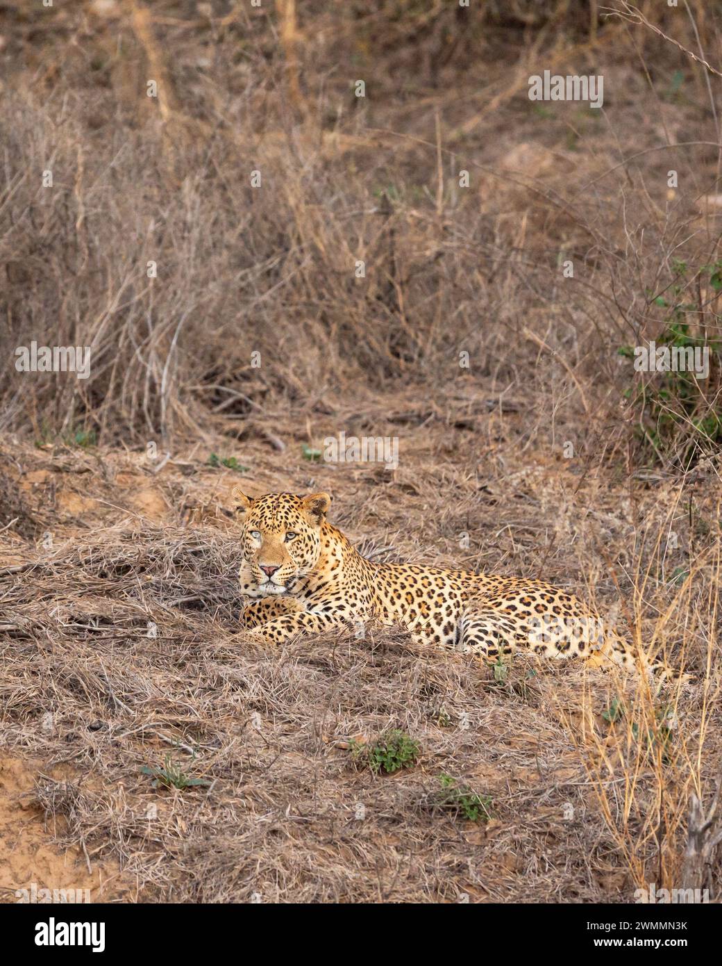 leopardo maschile selvaggio o pantera panthera pardus riposante o seduto nella foresta secca nella stagione estiva safari serale nella riserva di leopardi jhalana jaipur, india Foto Stock