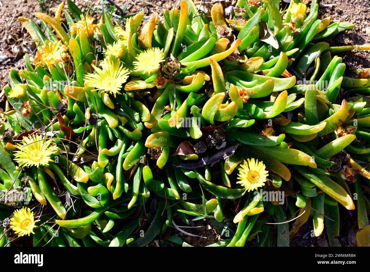 Glottiphyllum longum è una pianta succulenta e strisciante originaria del Sudafrica. Foto Stock