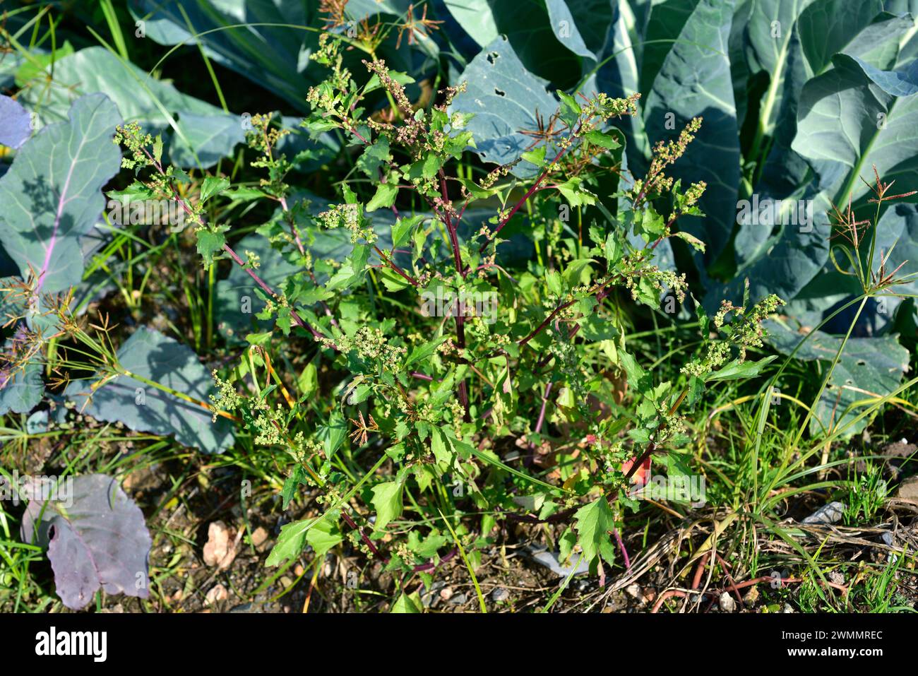 Il Chenopodium murale (Chenopodium murale) è un'erba commestibile annuale originaria del bacino del Mediterraneo e naturalizzata in molte altre regioni. Questa foto Foto Stock