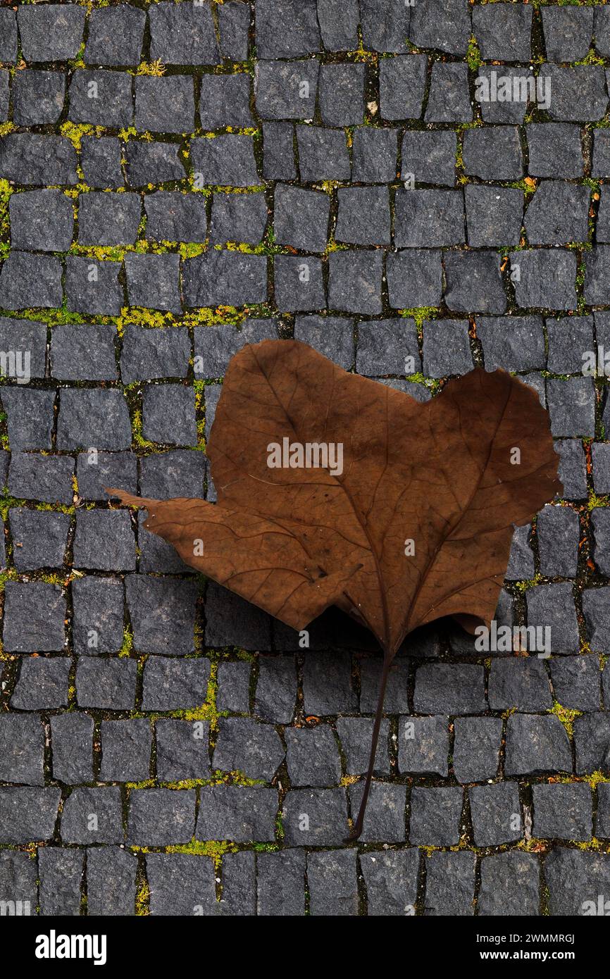 Natura morta minimalista con spazio di copia di una foglia d'acero marrone autunno asciutto caduto su un percorso acciottolato grigio Foto Stock