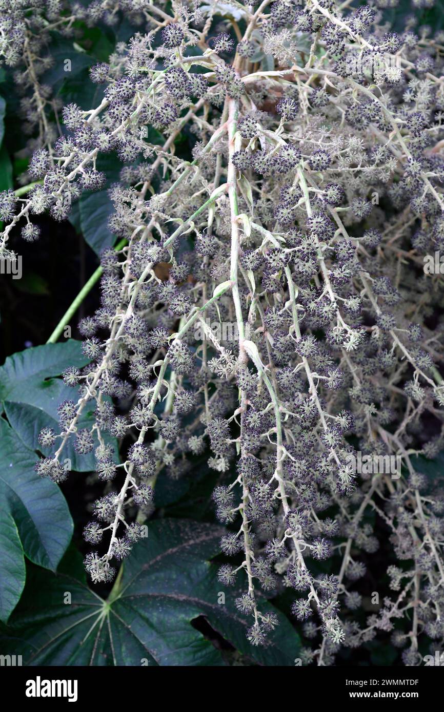 l'aralia giapponese (Fatsia japonica) è un arbusto endemico del Giappone. Dettaglio frutta. Foto Stock