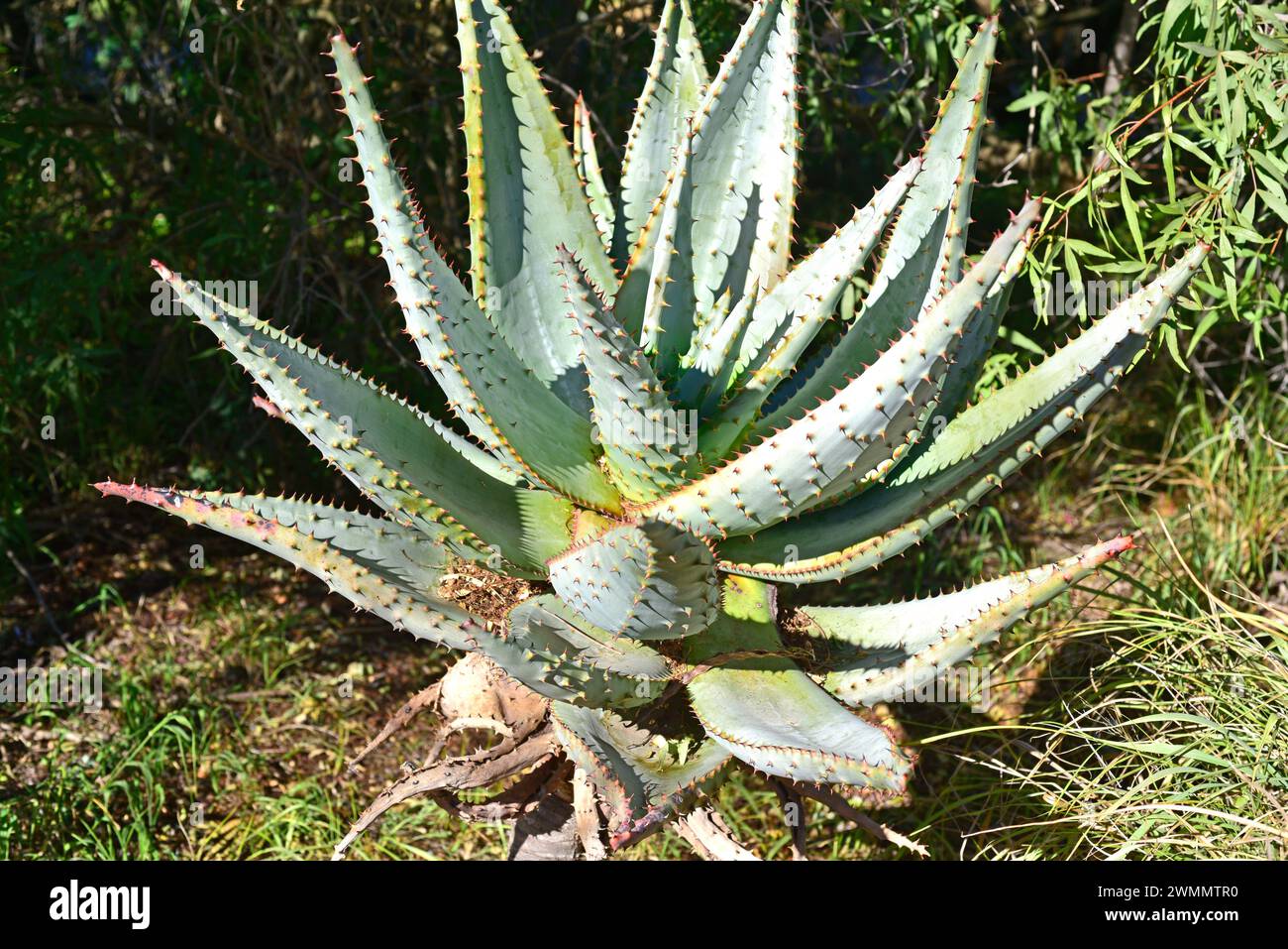 L'aloe di montagna (Aloe marlothii) è una pianta succulenta e spinosa originaria dell'Africa meridionale. Foto Stock