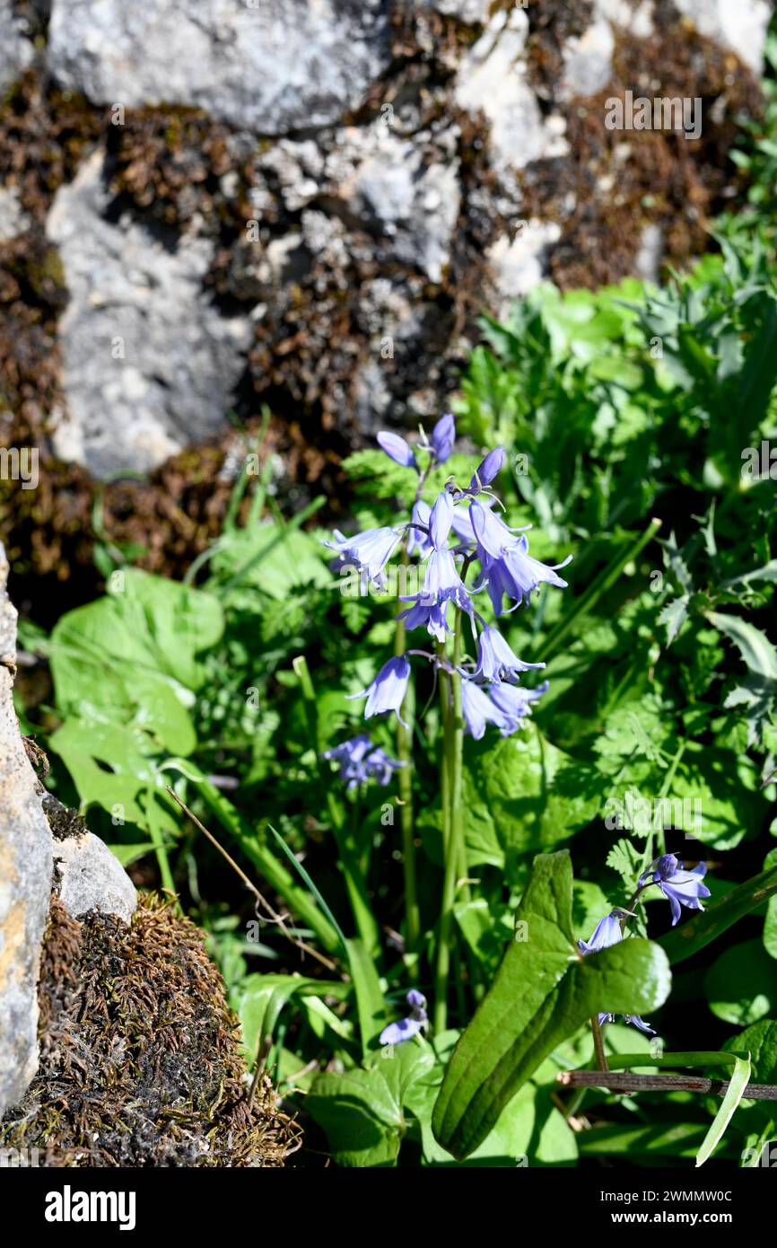 il campanello spagnolo (Hyacinthoides hispanica o Scilla hispanica) è un'erba perenne originaria dell'Europa sud-occidentale: Questa foto è stata scattata a El Torcal de Foto Stock