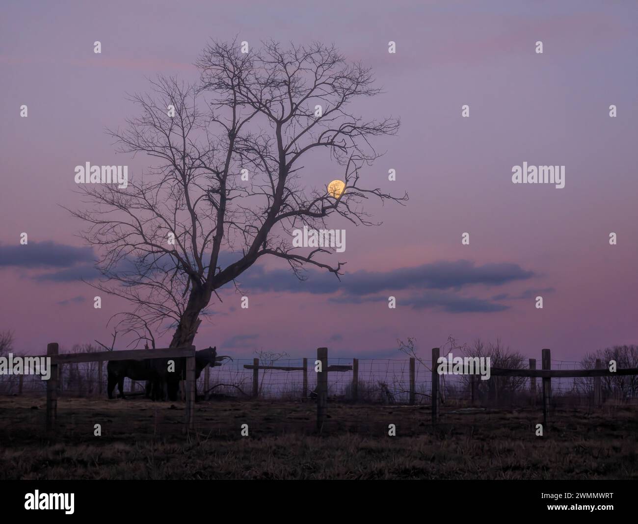 Un cavallo solitario vicino a un'antica recinzione sotto la luna. Foto Stock