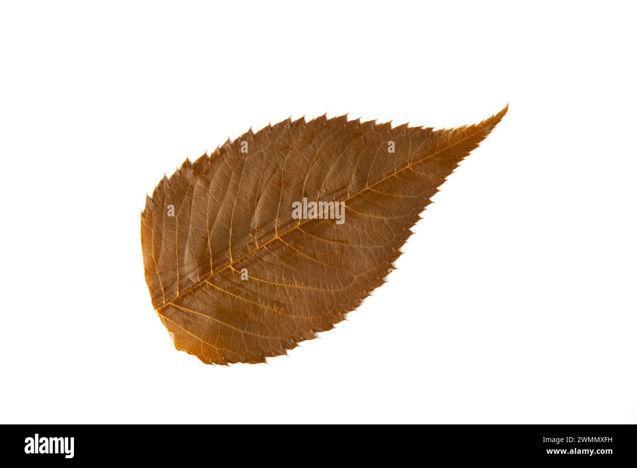 foglia di sakura salata commestibile su sfondo bianco Foto Stock