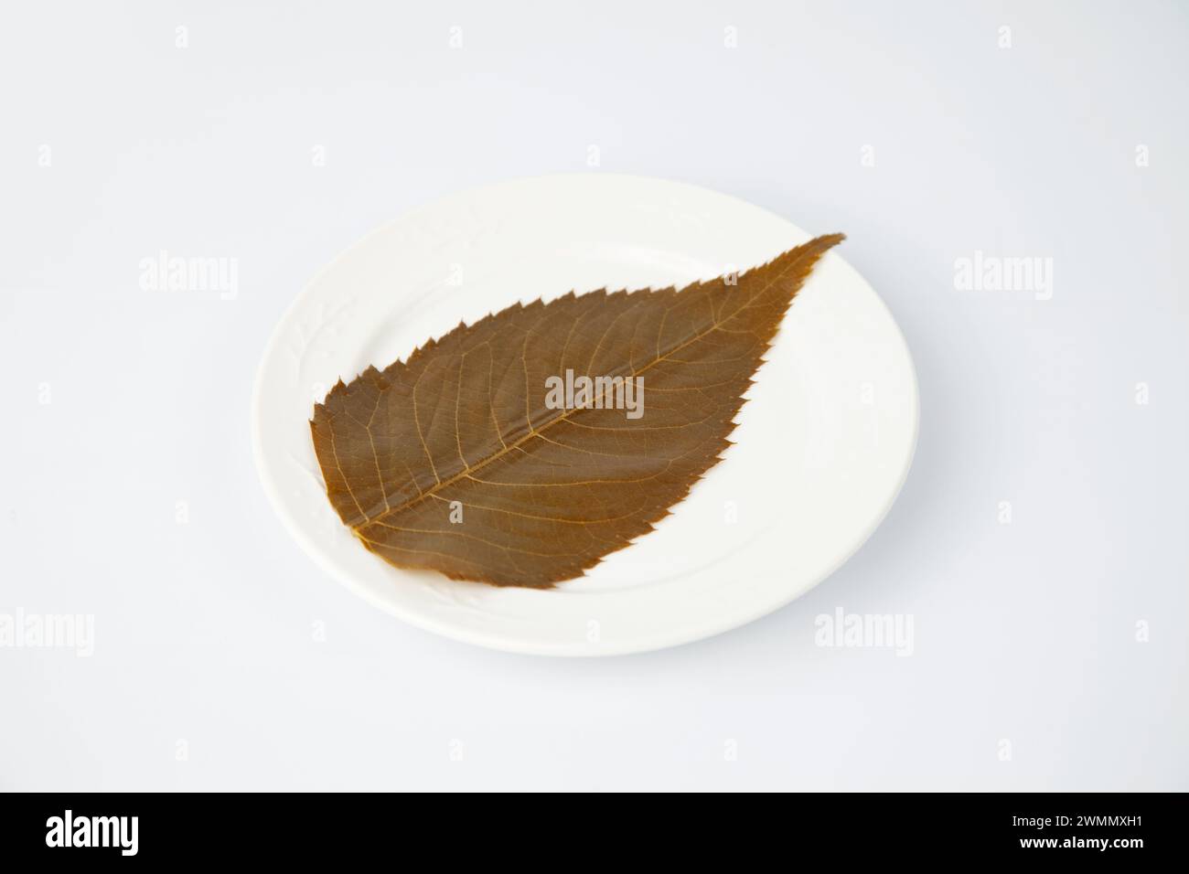 foglia di sakura salata commestibile su sfondo bianco Foto Stock