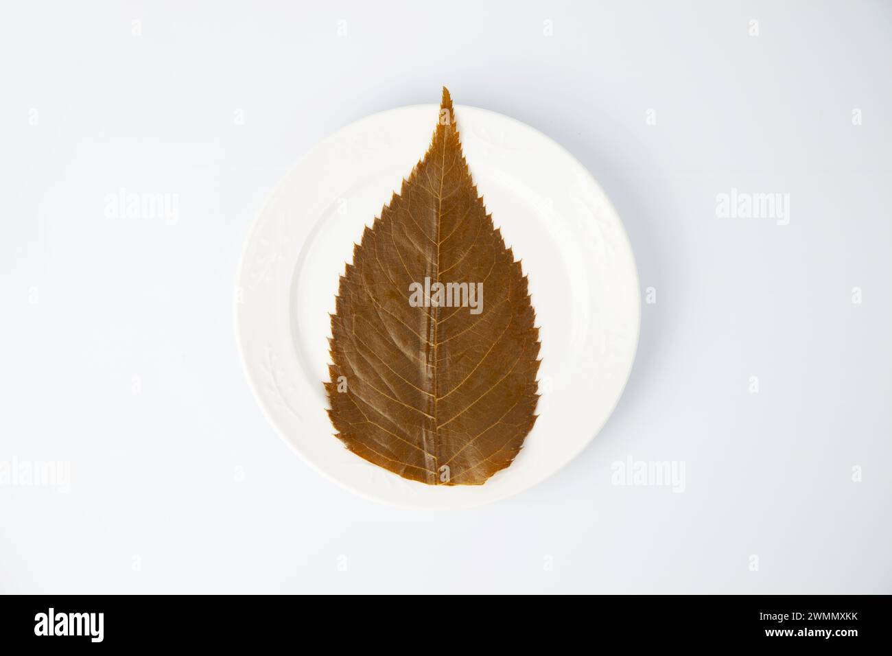 foglia di sakura salata commestibile su sfondo bianco Foto Stock