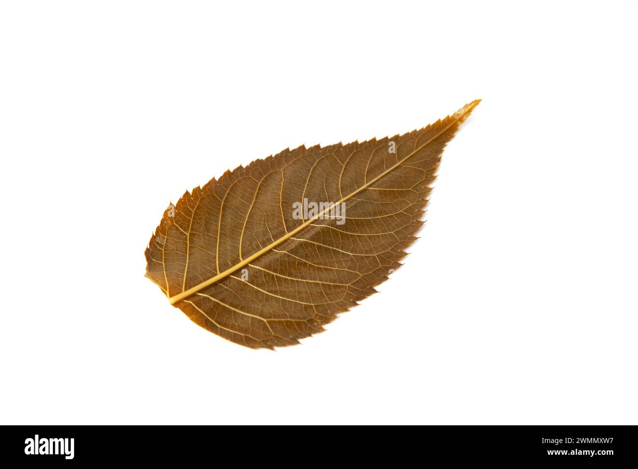 foglia di sakura salata commestibile su sfondo bianco Foto Stock